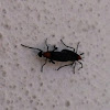 Love bugs