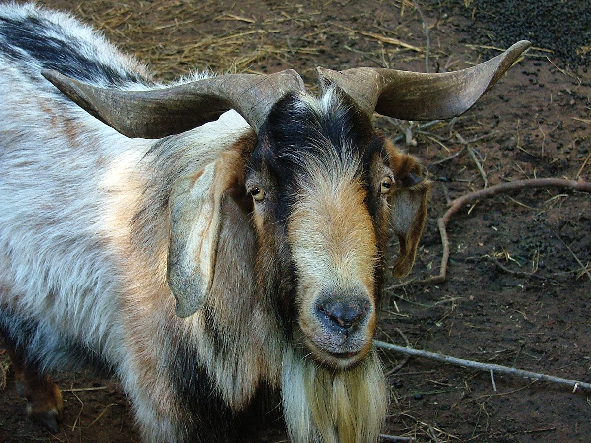 Cabra Doméstica / Domestic Goat