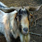 Cabra Doméstica / Domestic Goat