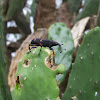 Cactus Weevil