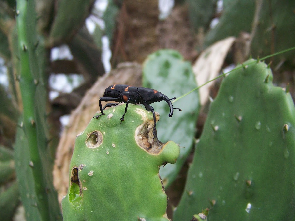 Cactus Weevil