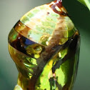 Common Crow (Oleander) Butterfly chrysalis