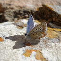 Common blue ♀
