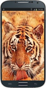 Free Tiger Licking Screen HD APK for Android