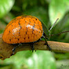 Mimic Leaf beetle
