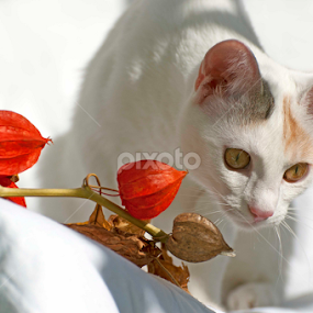 white cat by Cristina Gusatu - Animals - Cats Portraits