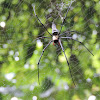 Golden Web spider