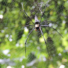 Golden Web spider