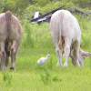 Cattle Egret with Cattle