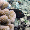 Arc Eye Hawkfish