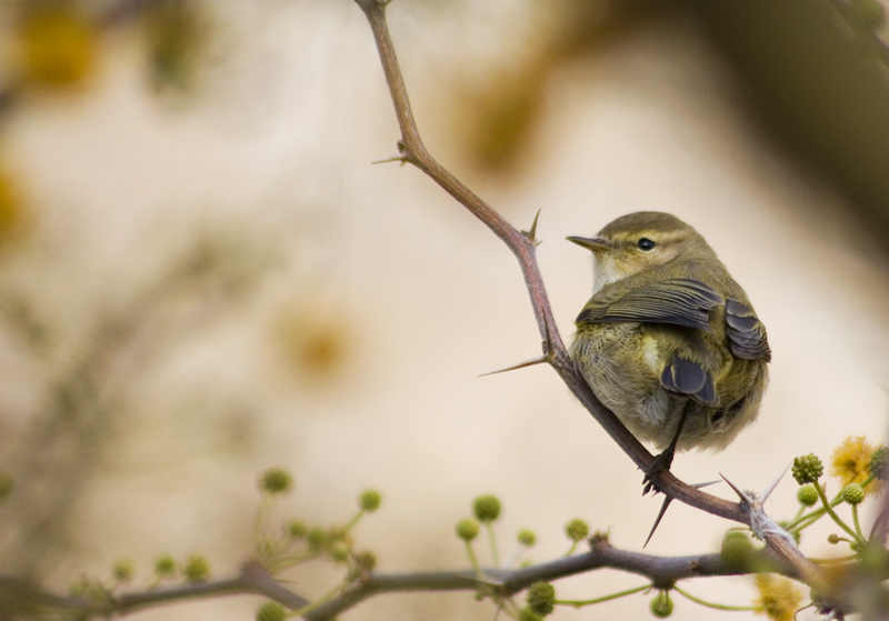 Common Chiffchaff