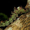 Lichen Mimic Caterpillar