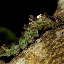 Lichen Mimic Caterpillar