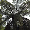 NZ tree fern