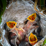 Baby Birds in Nest by Husada Loy -  