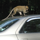 Crab-eating macaque