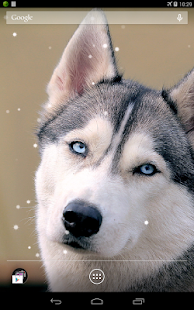 Husky Live Wallpaper(圖8)-速報App