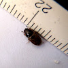 Escarabajo marrón