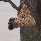 Downy woodpecker