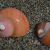 Norris's Kelp Snail