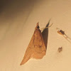 Celery Leaftier Moth