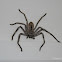 Grey Huntsman Spider