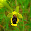 Ophrys lutea