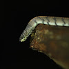 Smooth Slug Snake