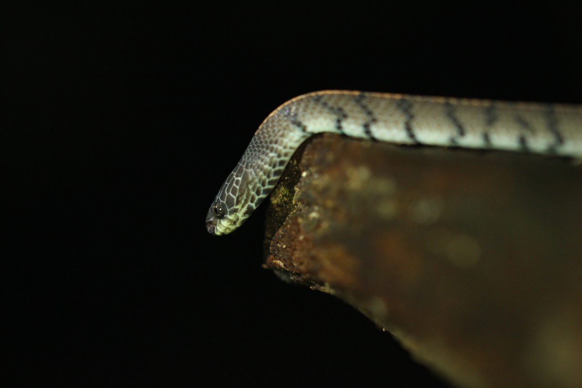Smooth Slug Snake