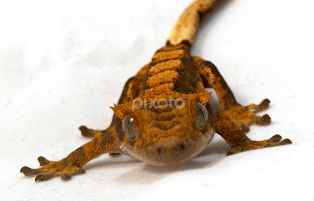 Baby Crested Gecko by Gareth Dickin -  