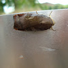 large yellow underwing moth