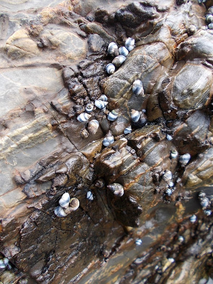 Ngaeti (blue-banded periwinkle) | Project Noah