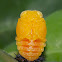 Ladybug Pupa