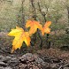 Leaf fall