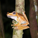 Fire-eared Tree Frog