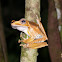 Fire-eared Tree Frog