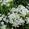 wild carrot/ bird's nest, bishop's lace (UK)/Queen Anne's lace(US)