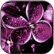 Raindrops on lilac  Icon