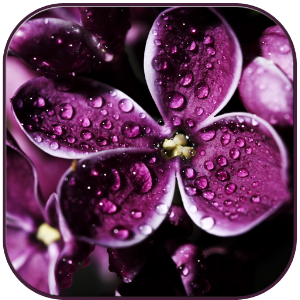 Raindrops on lilac.apk 0.9