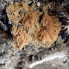 "micro loofah" slime mold