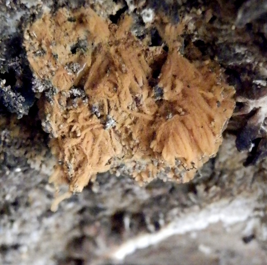 "micro loofah" slime mold