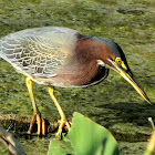 Green heron