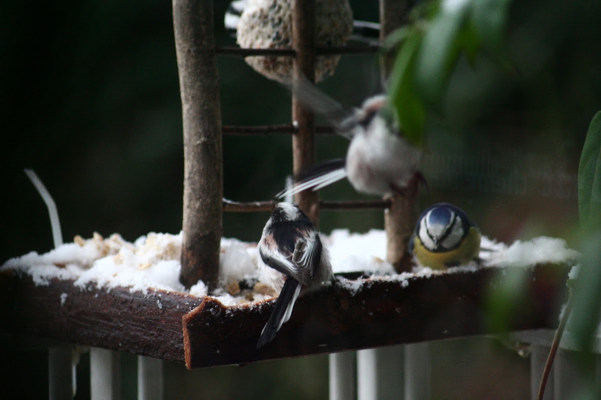 Long-tailed Tit (and Blue tit)