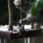 Long-tailed Tit (and Blue tit)