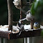 Long-tailed Tit (and Blue tit)