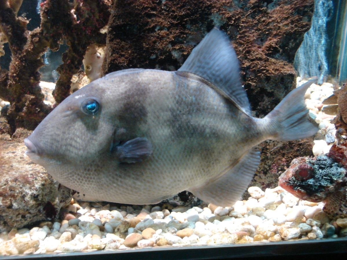 Grey Triggerfish