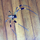 golden orb-web spider/araña hilo de oro