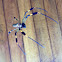 golden orb-web spider/araña hilo de oro