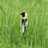 Bobolink