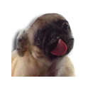 Pug Licking Live Wallpaper icon